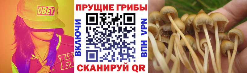Галлюциногенные грибы Psilocybe  MEGA зеркало  Жигулёвск  дарнет шоп 